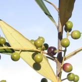 African Olive (tree)
